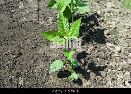 Jerusalem-Artischocke, "Fusea" Pflanzen auf eine Zuteilung von South Yorkshire. England. Stockfoto