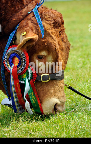 Preis gewinnende Limousin Stier Weiden auf Showfield auf der Highland Show. Stockfoto