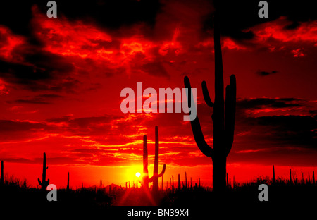 Die Sonne geht im Saguaro National Park West in der Sonora-Wüste in Tucson, Arizona, USA. Stockfoto