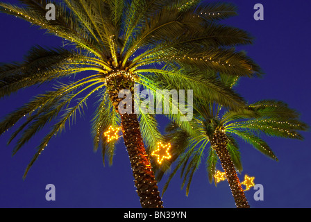 Während Weihnachten Saison Palm sind Bäume mit Lichtern in der Normandie Isle Viertel in Miami Beach, Florida, Vereinigte Staaten eingerichtet. Stockfoto