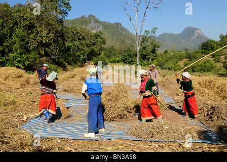 Lisu Menschen Ernten von Feldern in der Nähe von Dao Stadt, Bergstämme, in der Nähe von Chiang Mai, Thailand, Asien Stockfoto