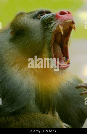 Mandrill baboon zeigt ihren scharfen Zähnen. Stockfoto