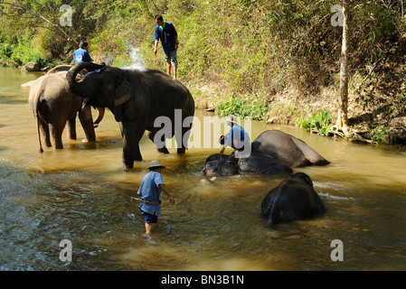 Elefanten bei der Maesa Camp, Chiang Mai, Thailand, Südostasien Stockfoto