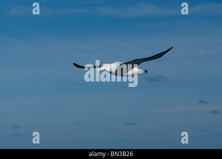 Eine Frage, Albatros, Diomedea Exulans, fliegen, Antarktis Stockfoto