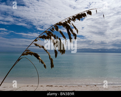 Oat Seegras entlang Sandspur Beach und Atlantik, Bahia Honda State Park, Florida Keys, Florida, USA Stockfoto