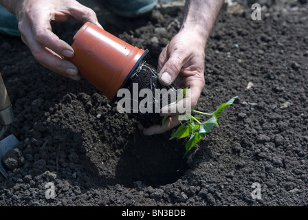 Pflanzen von Jungpflanzen Süßkartoffel (Ipomoea Batatas) auf einer Zuteilung. South Yorkshire, England. Stockfoto