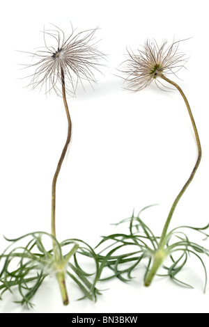 Pulsatilla Vulgaris seed Köpfe und Blütenstiele Stockfoto