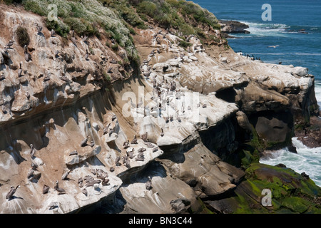 Braune Pelikane in La Jolla cliffs Stockfoto