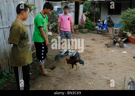 Hmong Leute bei einem Hahnenkampf im Dorf Ban Pha-Nok-Kok, in der Nähe von Chiang Mai, Thailand, Asien