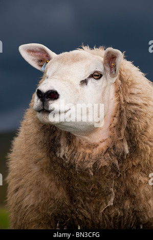 Texel Jährling Ram auf Wiese. Cumbria, UK Stockfoto