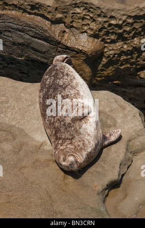 Seelöwen Sonnenbaden in La Jolla cove Stockfoto