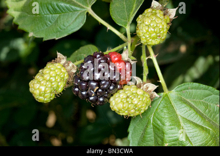 BlackBerry-Busch mit neuen Obstbau auf einem Bio-Obstgarten-Bauernhof. Stockfoto