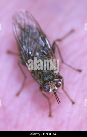 Tsetse-Fliege beißen und ernähren sich von einer person Stockfoto