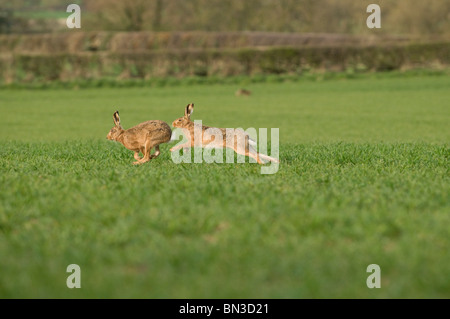 Hasen jagen Weibchen im Frühjahr Maisfeld Stockfoto