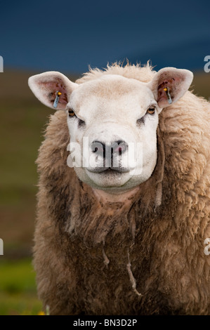 Texel Jährling Ram auf Wiese. Cumbria, UK Stockfoto