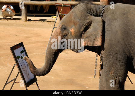 Elefanten-malen mit einem Pinsel auf die Maesa Camp, Chiang Mai, Thailand, Südostasien Stockfoto