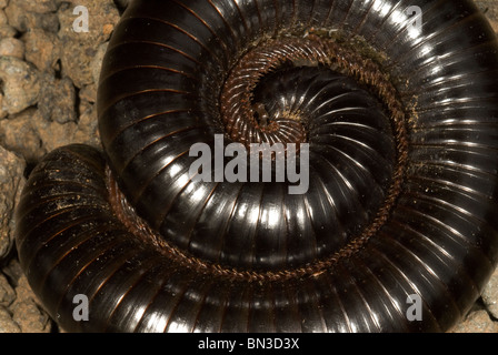 Nahaufnahme eines afrikanischen Riesen Tausendfüßler (Archispirostreptus Gigas) Stockfoto