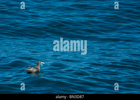 Südlichen riesiges Petrel, Macronectes Giganteus, auf der Wasserfläche, Antarktis Stockfoto