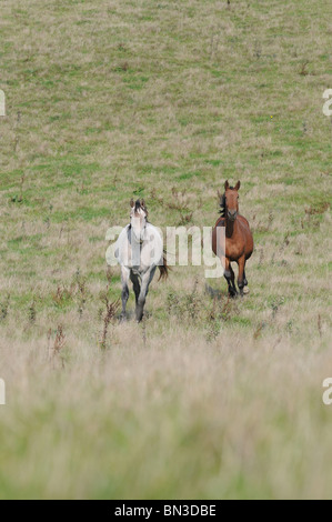 Pferd auf der Wiese Stockfoto