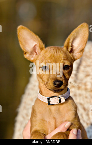 Dobermann, portrait Stockfoto