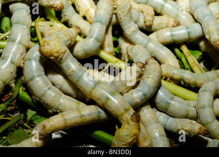 Seidenfabrik Sankhampaeng, Chiang Mai, Thailand, Asien Stockfoto