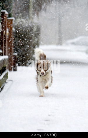 Border-Collie laufen im Schnee über Pflaster Stockfoto