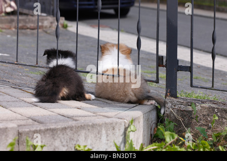 Langhaarige Collie (Canis Lupus F. Familiaris), Welpen zwei unter einem Metallzaun gerade eine Straße liegen Stockfoto