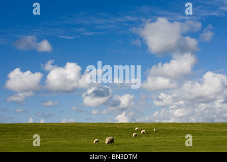 Schafe weiden auf grüner Wiese, Sylt, Deutschland, erhöhten Blick Stockfoto