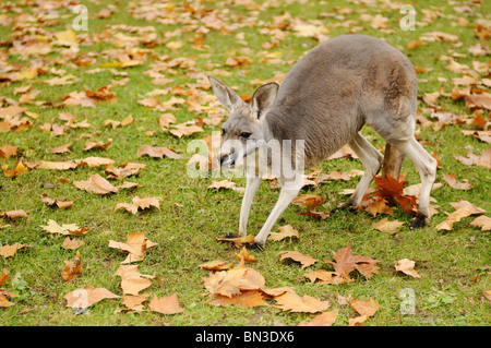 Riesige rote Känguru (Macropus Rufus) auf einer Wiese mit Laub bedeckt Stockfoto