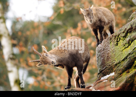 Zwei Steinböcke (Capra Ibex Ibex) klettern auf Felsen, Bayern, Deutschland, niedrigen Winkel Ansicht Stockfoto