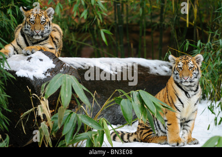 Zwei sibirische Tiger Cubs (Panthera Tigris Altaica) in einem Wald, Bayern, Deutschland Stockfoto