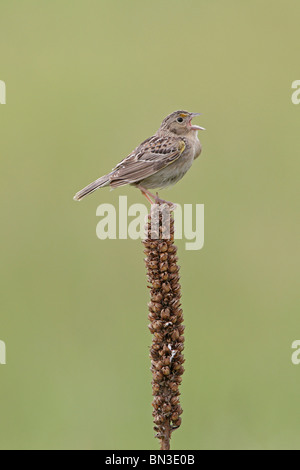 Heuschrecke Spatz singen auf Königskerze Stockfoto