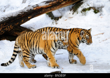 Zwei sibirische Tiger Cubs (Panthera Tigris Altaica) zu Fuß durch den Schnee, Bayern, Deutschland Stockfoto