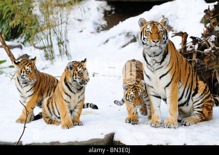 Sibirischer Tiger (Panthera Tigris Altaica) und jungen sitzen im Schnee, Bayern, Deutschland Stockfoto