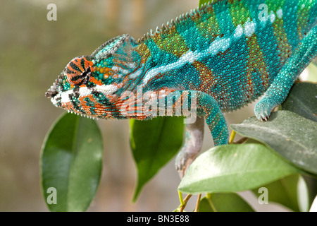 Furcifer Pardalis sitzt auf einem Ficus benjamini Stockfoto