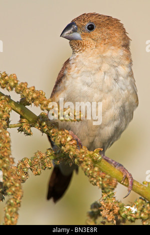 African Silverbill (Lonchura Cantans) sitzt auf einem Zweig Stockfoto