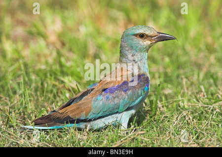 Blauracke (Coracias Garrulus) auf dem Rasen, Seitenansicht Stockfoto