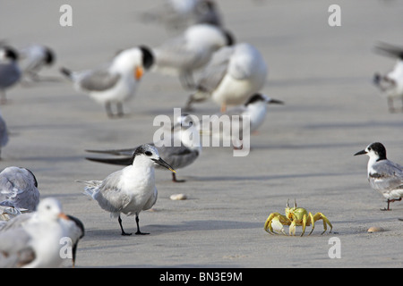Brandseeschwalben (Sterna Sandvicensis) und eine Krabbe am Strand Stockfoto