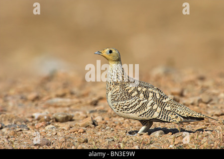 Kastanien-bellied Sandgrouse (Pterocles Exustus), Seitenansicht Stockfoto