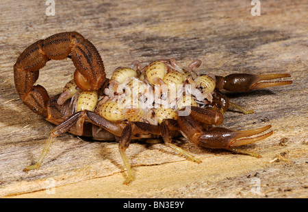 Hottentota Skorpion, fotografiert in Tansania, Afrika trägt seine jungen auf seinen Rücken, ein Merkmal seines mütterlichen Verhaltens. Stockfoto
