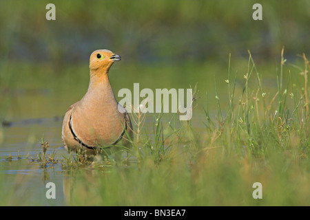 Kastanien-bellied Sandgrouse (Pterocles Exustus) im flachen Wasser stehend Stockfoto