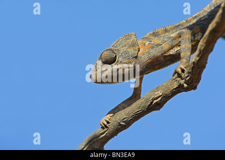 Chamäleon (Chamaeleo Chamaeleon) klettern auf einem Ast, niedrigen Winkel Ansicht Stockfoto