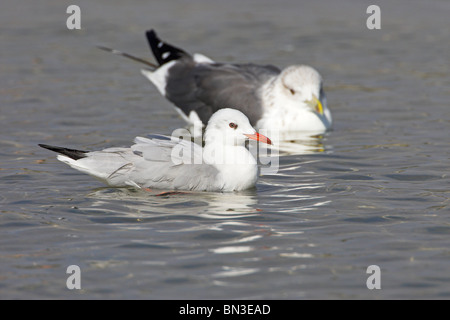 Zwei schlank-billed Möwen (Larus Genei) schwimmen Stockfoto