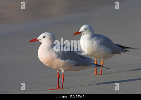 Zwei schlank-billed Möwen (Larus Genei) stehend auf einem Strand Stockfoto