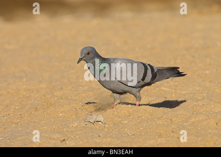 Felsentaube (Columba Livia) zu Fuß auf den Boden, seitliche Ansicht Stockfoto