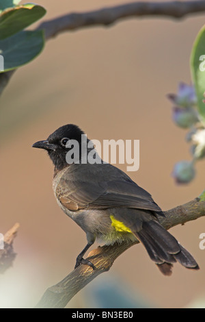 White-brillentragende Bulbul (Pycnonotus Xanthopygos) hocken auf einem Zweig, Seitenansicht Stockfoto