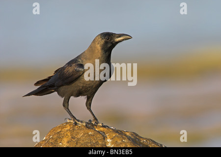 Haus-Krähe (Corvus Splendens) auf einem Stein sitzend Stockfoto