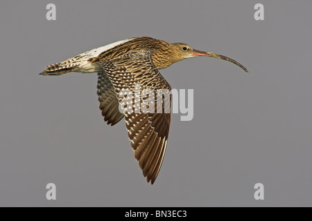 Eurasische Brachvogel (Numenius Arquata) fliegen, seitliche Ansicht Stockfoto