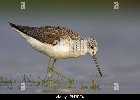 Grünschenkel (Tringa Nebularia) im flachen Wasser, Seitenansicht Stockfoto