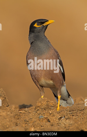 Gemeinsame Myna (Acridotheres Tristis) Stockfoto